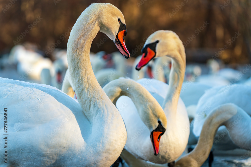 White Swan family at the Munich Isar winter phase White Swan family at the Munich Isar winter phase