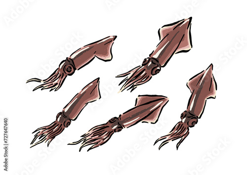 ホタルイカのイラスト素材（生のホタルイカ）