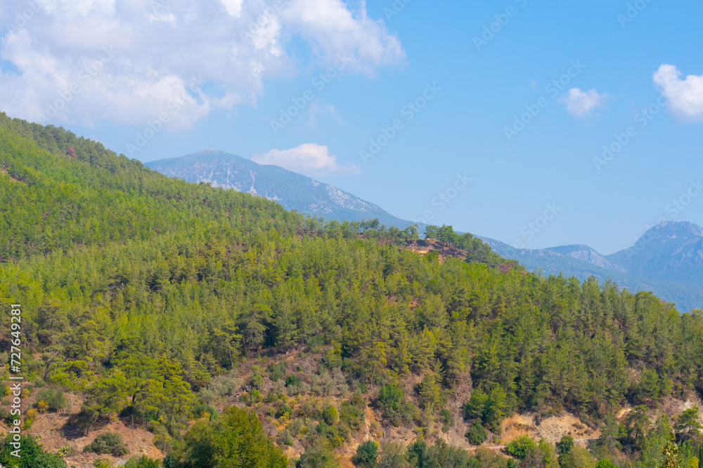 Summer landscape with montains in fog and green fir trees with blue sky and clouds.Travel destination