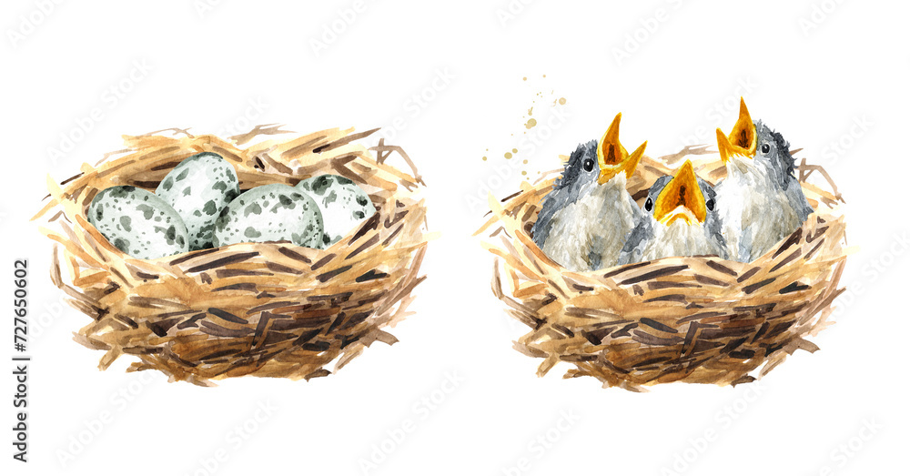 Nest with eggs and with chicks set, Spring card concept. Watercolor hand drawn illustration, isolated on the white background