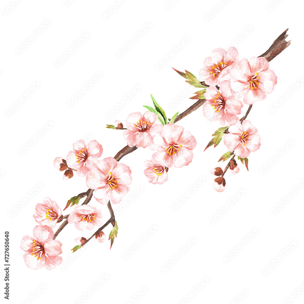 Spring bloomingh, isolated on white background (2)