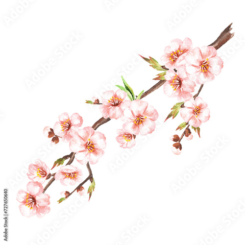 Spring bloomingh, isolated on white background (2) © dariaustiugova