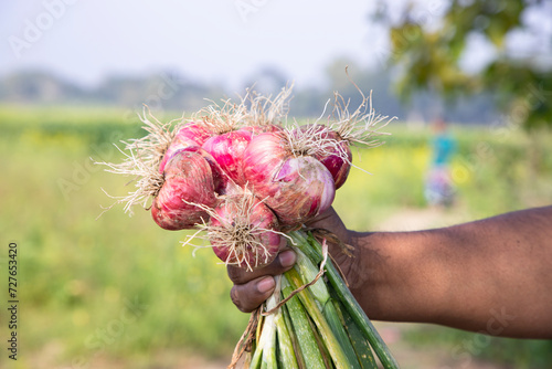 Farmer Hand Holding A Bunch of Red Onion at the Field During Cultivation Harvest Season in the Countryside of Bangladesh