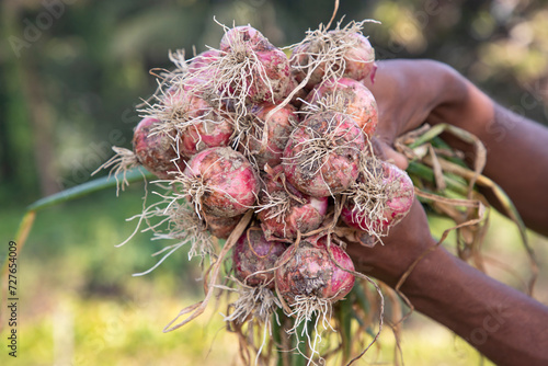 Farmer Hand Holding A Bunch of Red Onion at the Field During Cultivation Harvest Season in the Countryside of Bangladesh