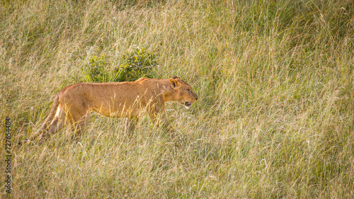 Lioness ( Panthera Leo Leo), viewed from a hot air balloon, Masai Mara National Reserve, Kenya.
