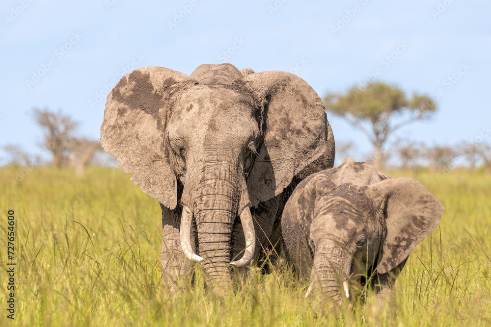 Elephant ( Loxodonta Africana) with calf, Olare Motorogi Conservancy, Kenya.