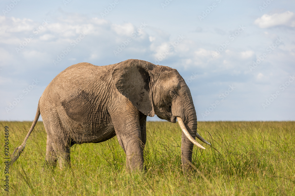Fototapeta premium Elephant ( Loxodonta Africana) with big tusks, Olare Motorogi Conservancy, Kenya.