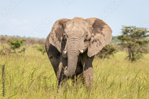 Elephant ( Loxodonta Africana) eating, Olare Motorogi Conservancy, Kenya. © Gunter