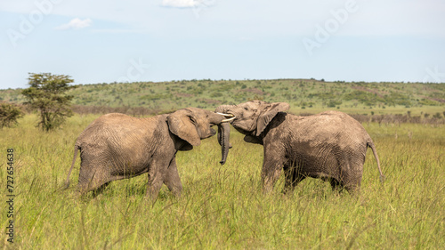 Elephants   Loxodonta Africana  playing  Olare Motorogi Conservancy  Kenya.