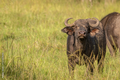 Fototapeta Naklejka Na Ścianę i Meble -  Female cape buffalo ( Syncerus caffer) smelling, Olare Motorogi Conservancy, Kenya.