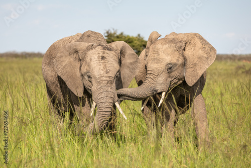 Elephants   Loxodonta Africana  playing  Olare Motorogi Conservancy  Kenya.