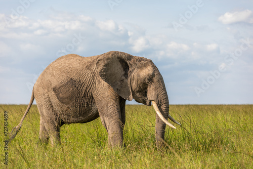 Elephant   Loxodonta Africana  with big tusks  Olare Motorogi Conservancy  Kenya.