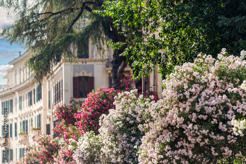 Photography Lauriers roses dans les rues de Rome en Italie