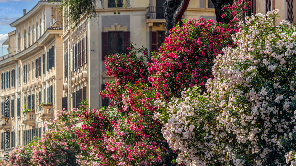 Lauriers roses dans les rues de Rome en Italie