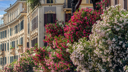 Lauriers roses dans les rues de Rome en Italie