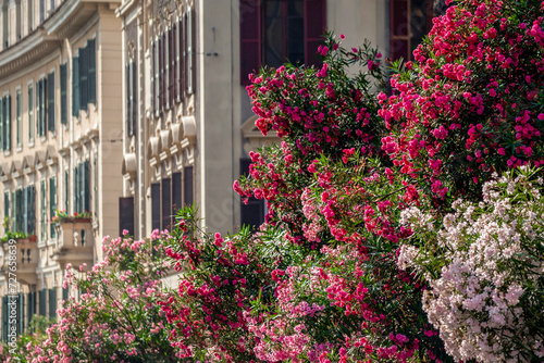Photography Lauriers roses dans les rues de Rome en Italie