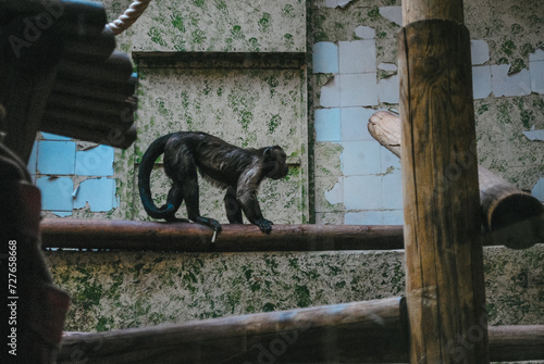 Capucin brun à la Ménagerie du Jardin des plantes photo