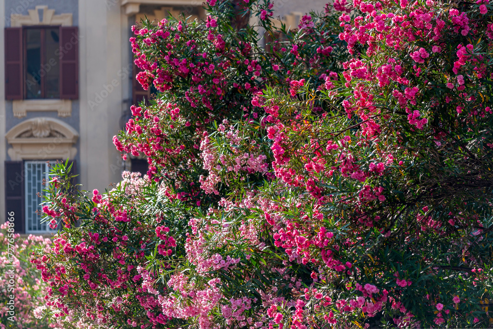 Lauriers roses dans les rues de Rome en Italie Lauriers roses dans les rues de Rome en Italie