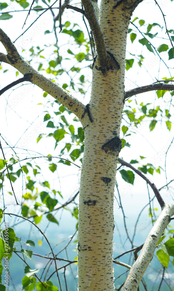 Fototapeta premium White birch trunk