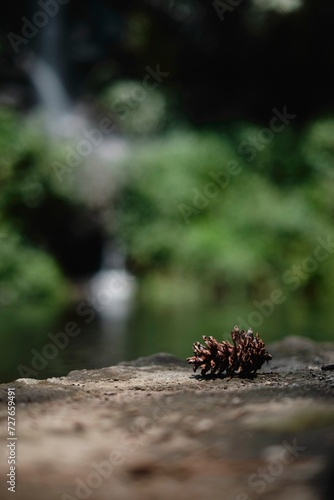 Close-up of a pine cone on a rock beside a small waterfall