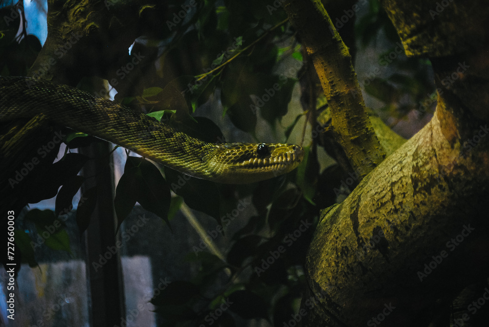 Boa de Cuba à la Ménagerie du Jardin des plantes Boa de Cuba à la Ménagerie du Jardin des plantes