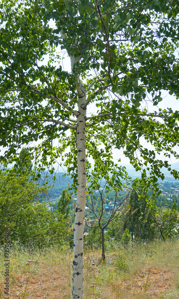 Fototapeta premium White birch trunk