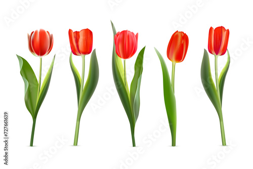 3D red tulips seamless pattern vector illustration. Realistic isolated floral spring bouquet, springtime romantic plants with gentle bright petals and green leaves on stem, tulip blossom decoration