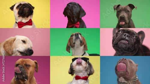 collage video with 9 purebred dogs being greedy, sticking out tongue and licking transparent plexiglass in studio photo