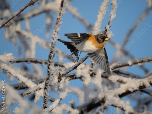 Bergfink (Fringilla montifringilla) photo