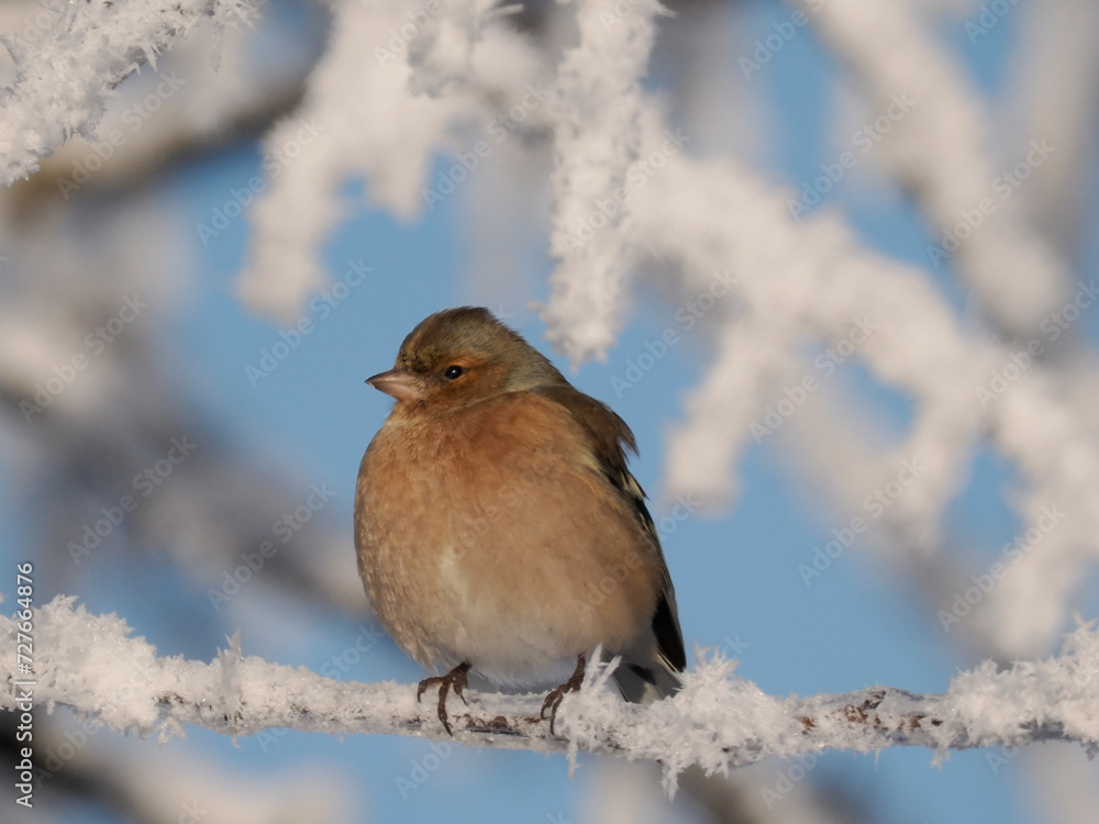 Buchfink (Fringilla coelebs)