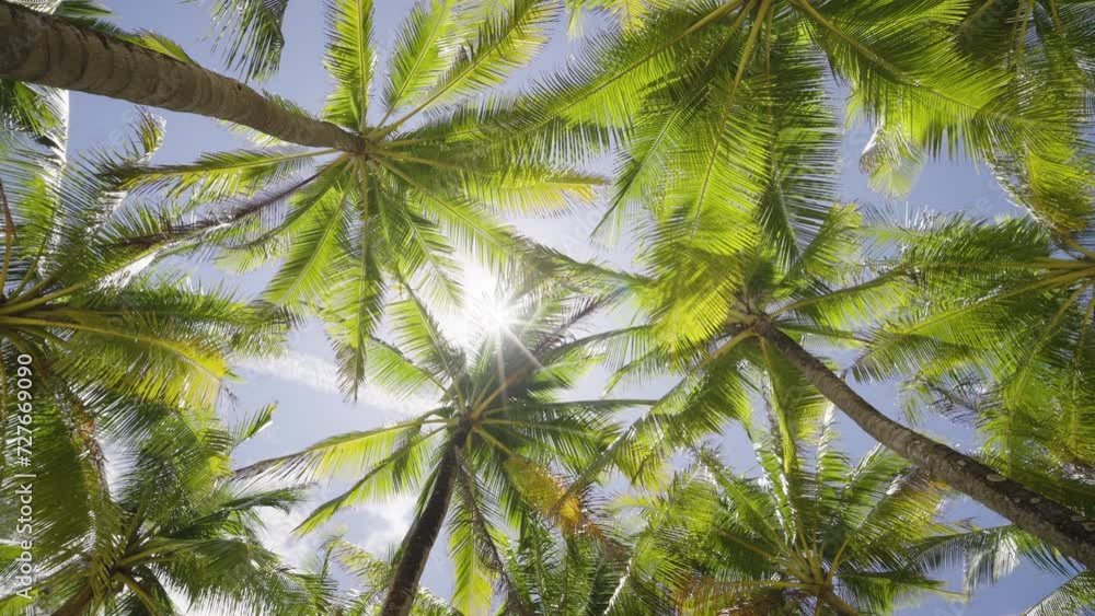Coconut palm trees bottom view sun shining through branches sunny australia. Coconut palm trees bottom view sun shining through branches sunny australia.
