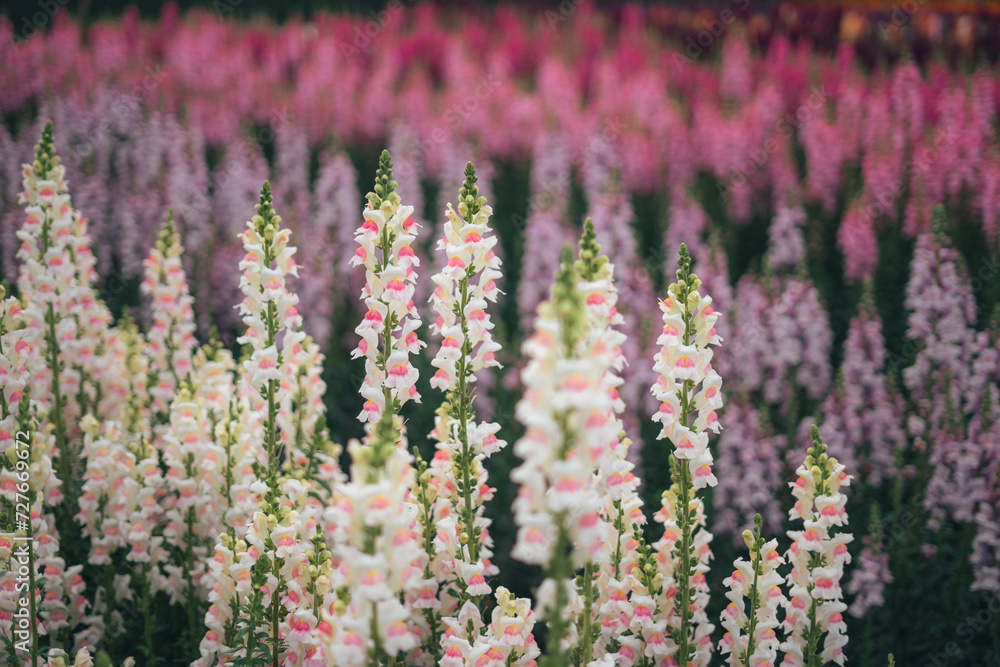 Obraz premium Pink and purple flowers and flower fields in spring