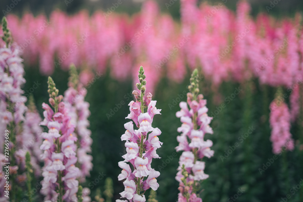 Pink and purple flowers and flower fields in spring Pink and purple flowers and flower fields in spring