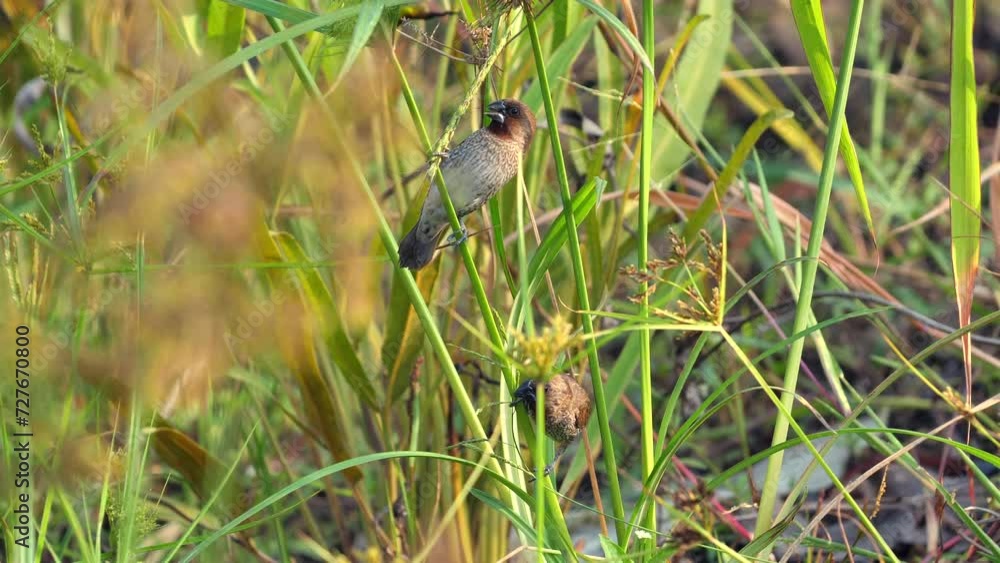 Bird perched in natural habitat among green foliage. Wildlife and environment. Bird perched in natural habitat among green foliage. Wildlife and environment.