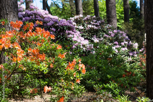 Fototapeta Naklejka Na Ścianę i Meble -  Flowering colorful rhododendrons in springtime in botanical garden, vivid color rhododendrons on sunny day outdoors, floral background