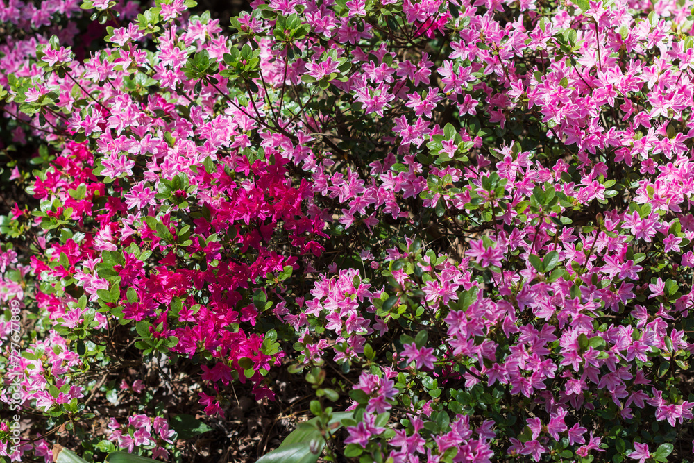 Flowering purple pink rhododendrons in springtime or summer in botanical garden, vivid color rhododendrons on sunny day outdoors, floral background