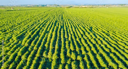 ariel view of soybeans, farming of soybeans photo