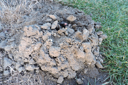 A black European mole coming out of a molehill in the garden © E-lona