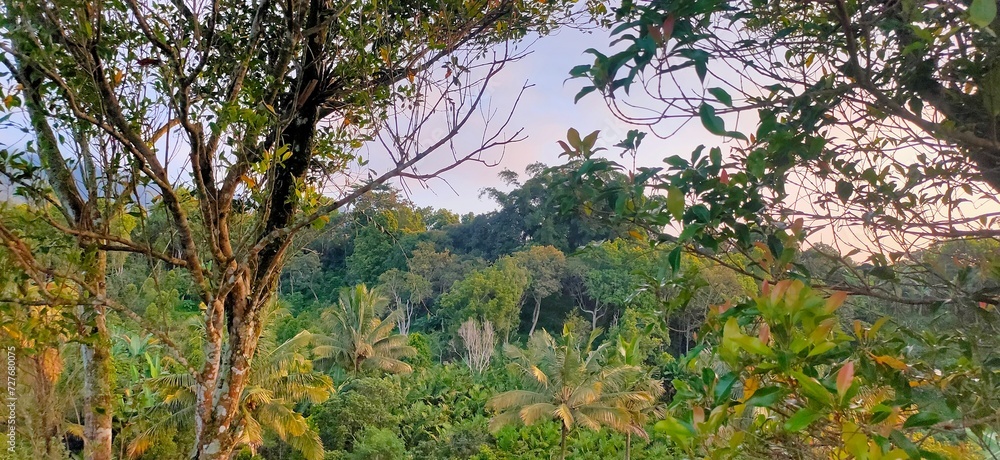 Fototapeta premium Asian High Dense Forest Scenery with trees on foreground