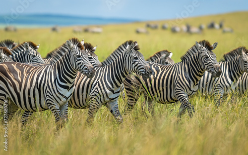 Herd of zebras walking in the meadow. Generative AI