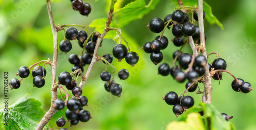 Branch of ripe black currant in a orchard garden