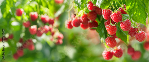 Ripe raspberries hanging on a bush in a garden, harvesting period