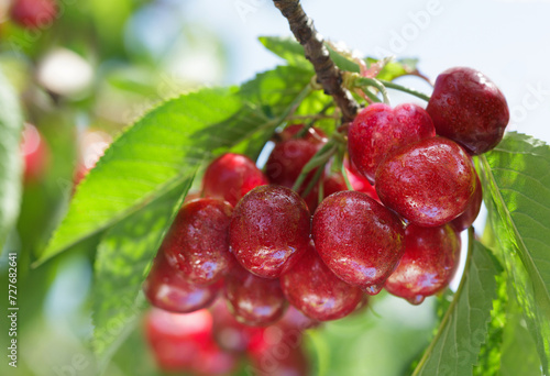 Ripe cherries hanging on branch of tree in a garden. Harvesting period