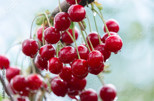 Red cherries hanging on a tree in orchard garden
