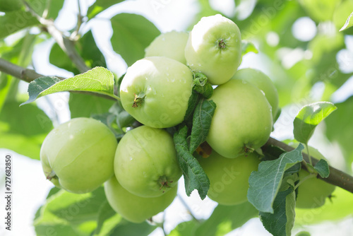 Ripe apples hanging on a tree in a garden. Harvesting period