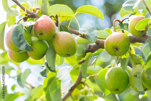 Pears hanging on a tree in a orchard garden
