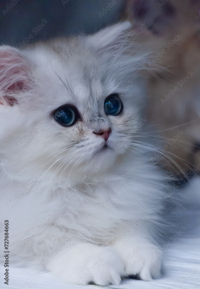 British longhair cat, white cub, cute kitten on white background