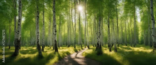 Birch forest, pathway, photography backdrop, wedding backdrop, maternity backdrop © Reha