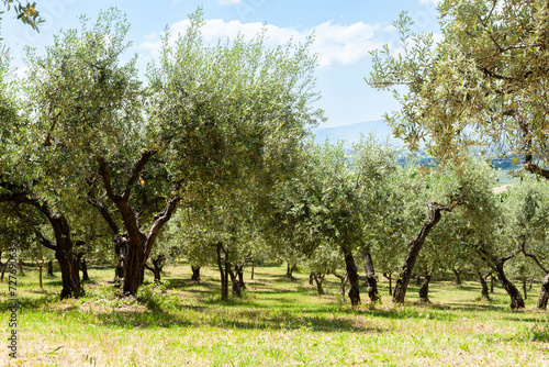 Italian olive grove