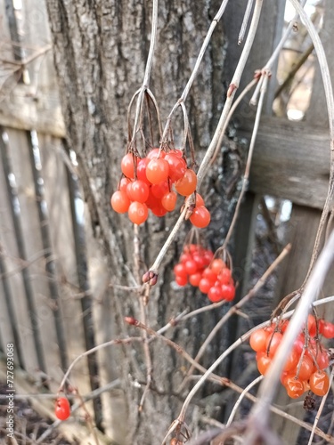red berries on a branch